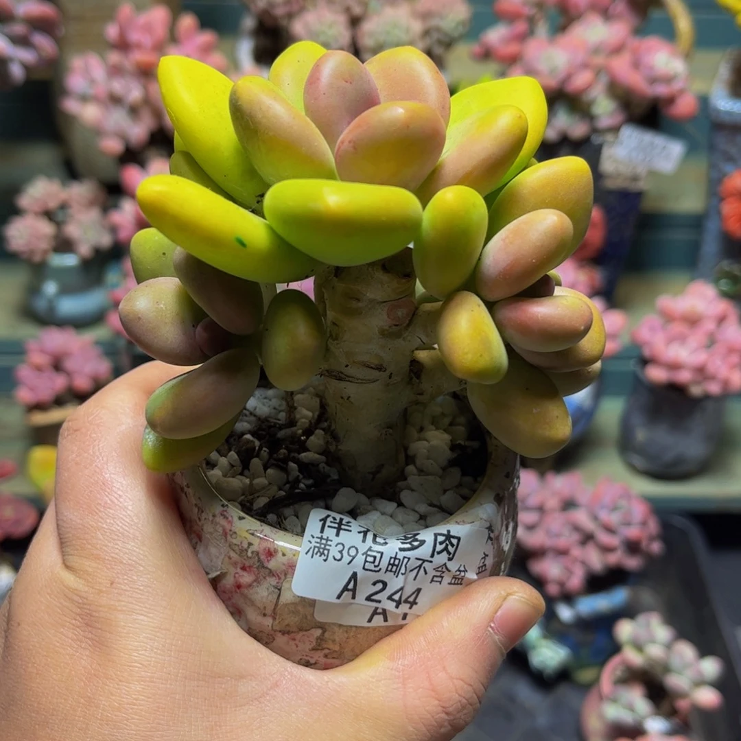 244树形芒果奶9厘米多肉