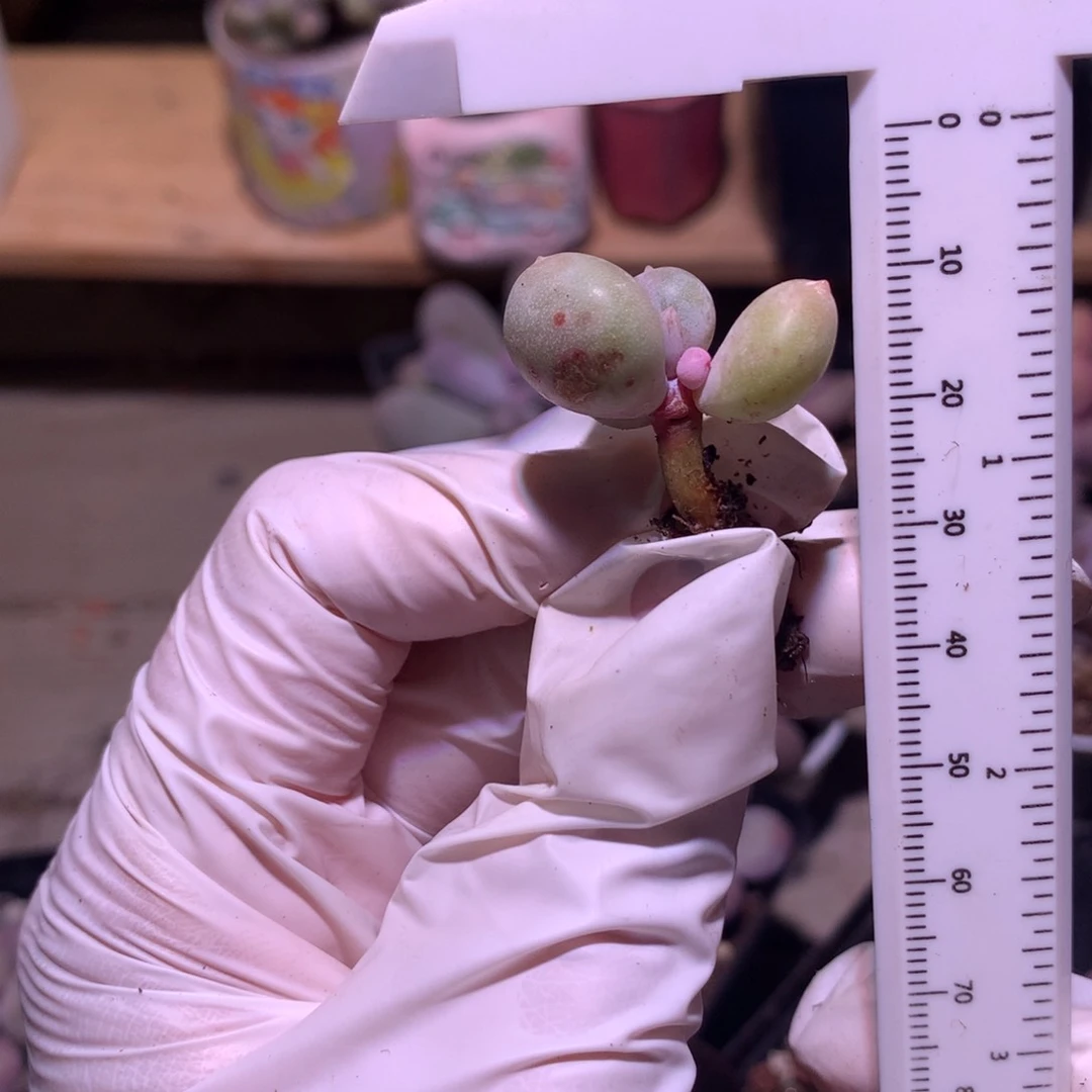 黄金鸡蛋大叶奶 dayen