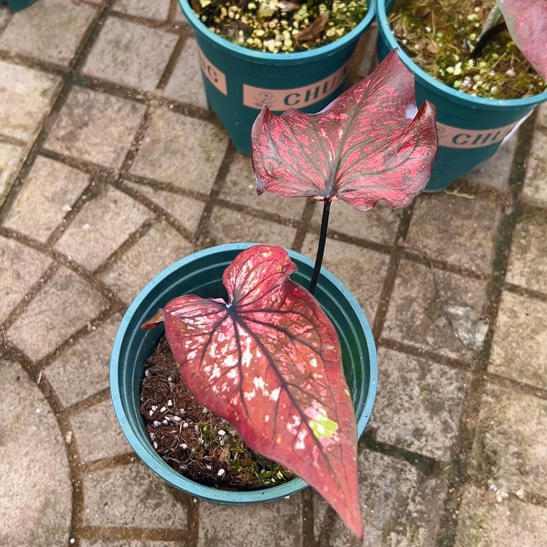 y***2完全开放一物一拍6068