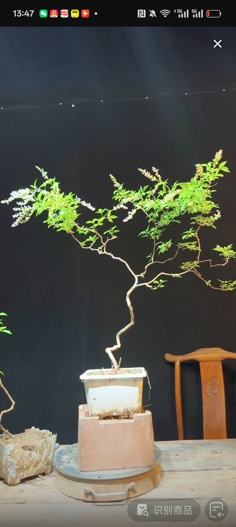 泰山山脉小叶黄荆石楠花罗汉松精品黄荆树盆景女儿乌龟九顶山绿植