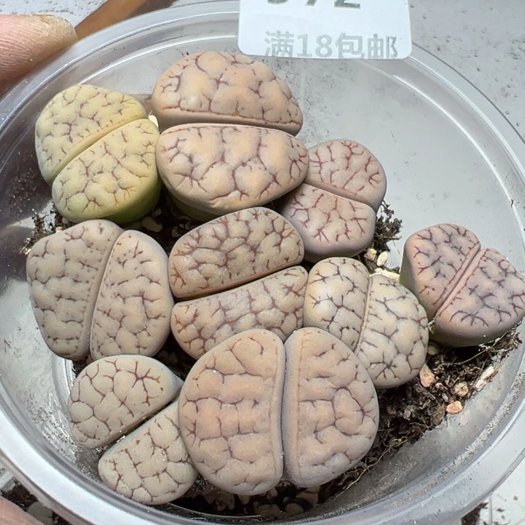 【闪购商品】 972。