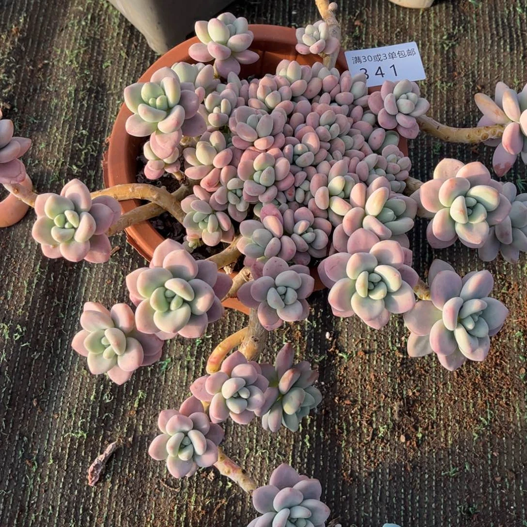 341红洛神多肉植物……