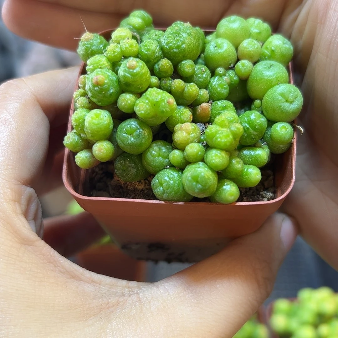 自根一点红6公分1颗