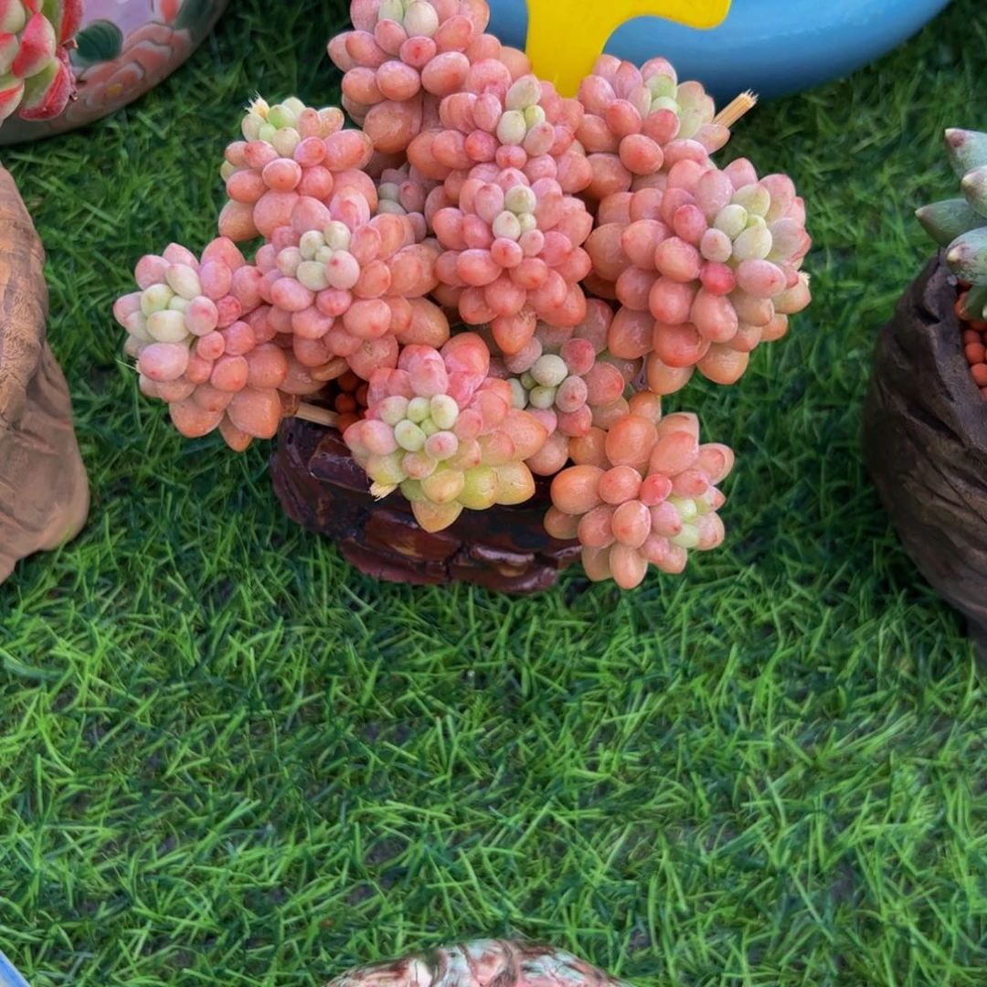 刺***1鱼子酱小老桩多肉植物