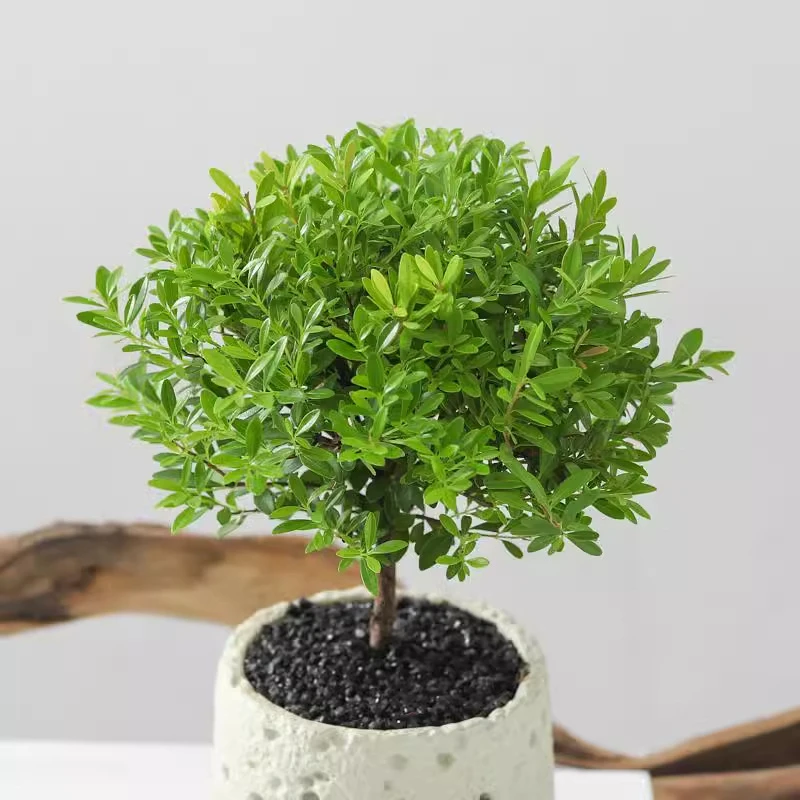 小叶赤楠桌面花卉绿植盆栽室内桌面客厅老桩绿植净化空气植物盆景