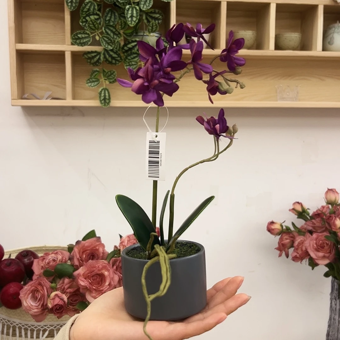 抖音直播间蝴蝶兰盆栽
