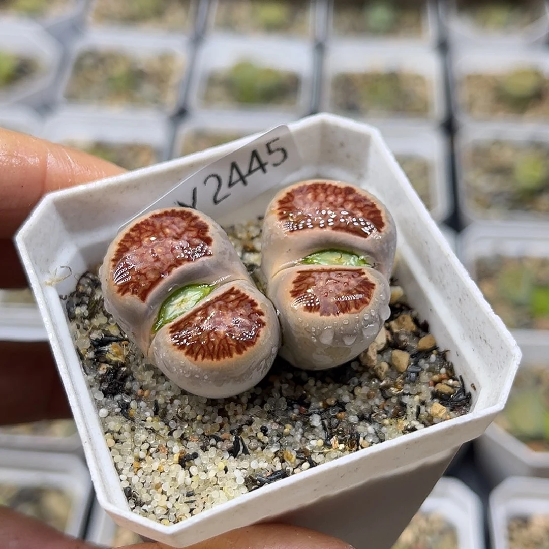 一物一拍红窗菊2445