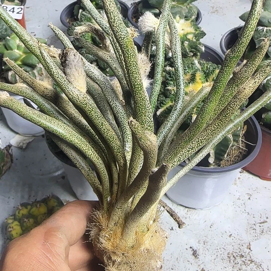 美杜莎老庄952仙人球