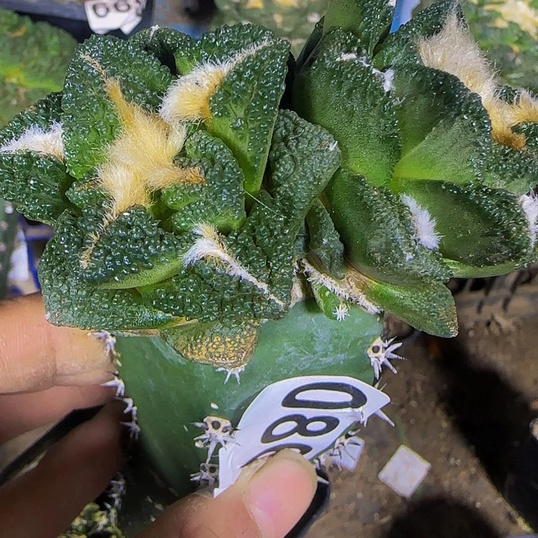 双头辛顿086福利漏