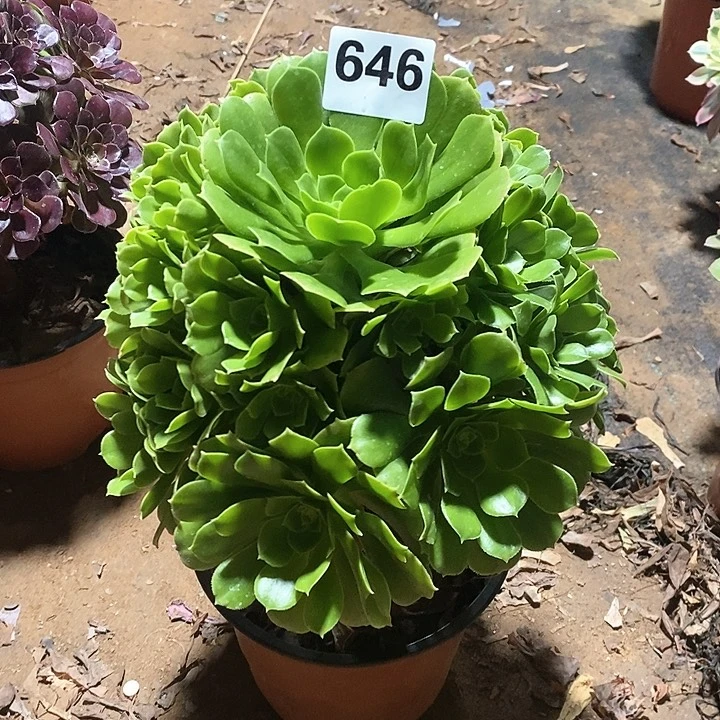 法师植物一物一拍646