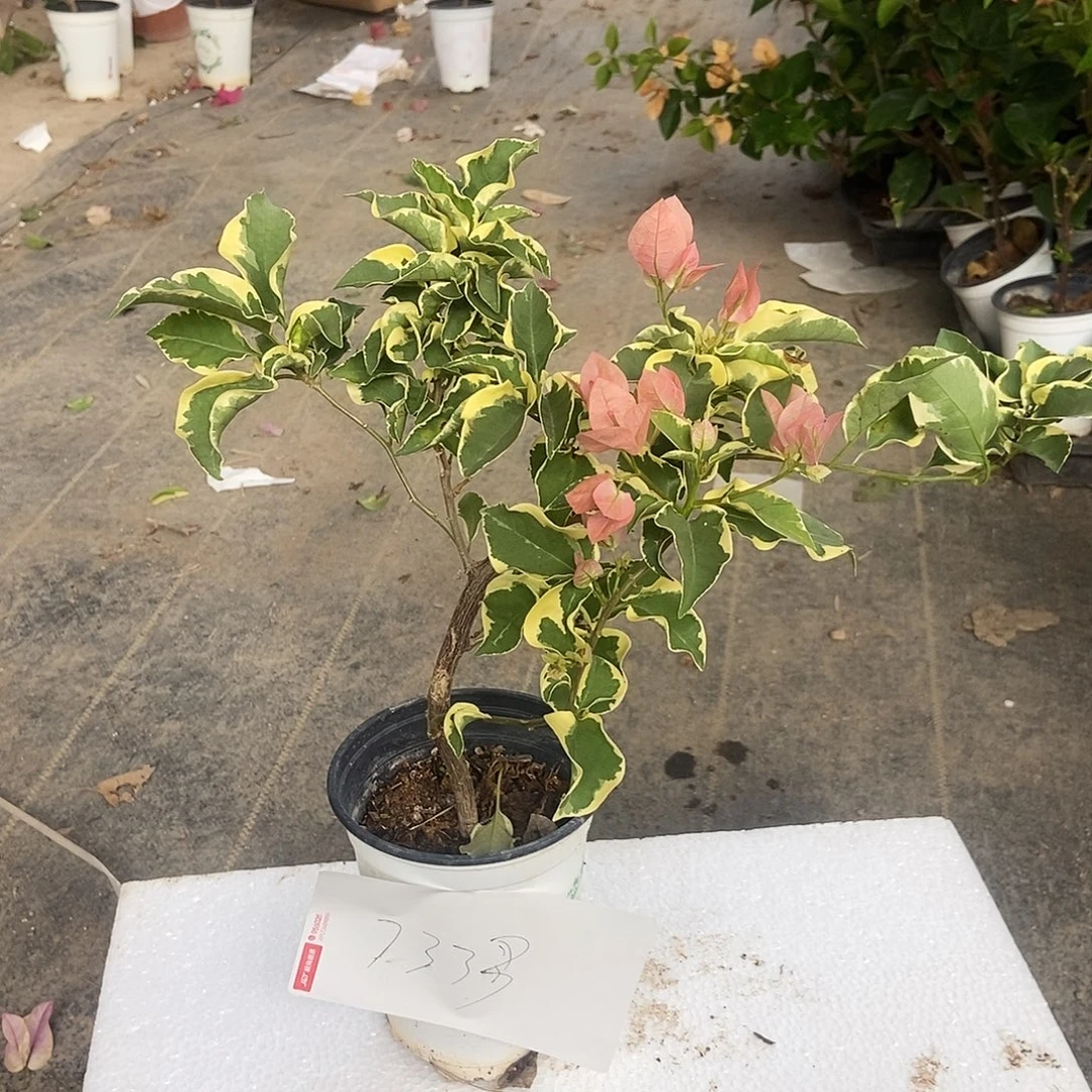 叶***子完全开放66666666三角