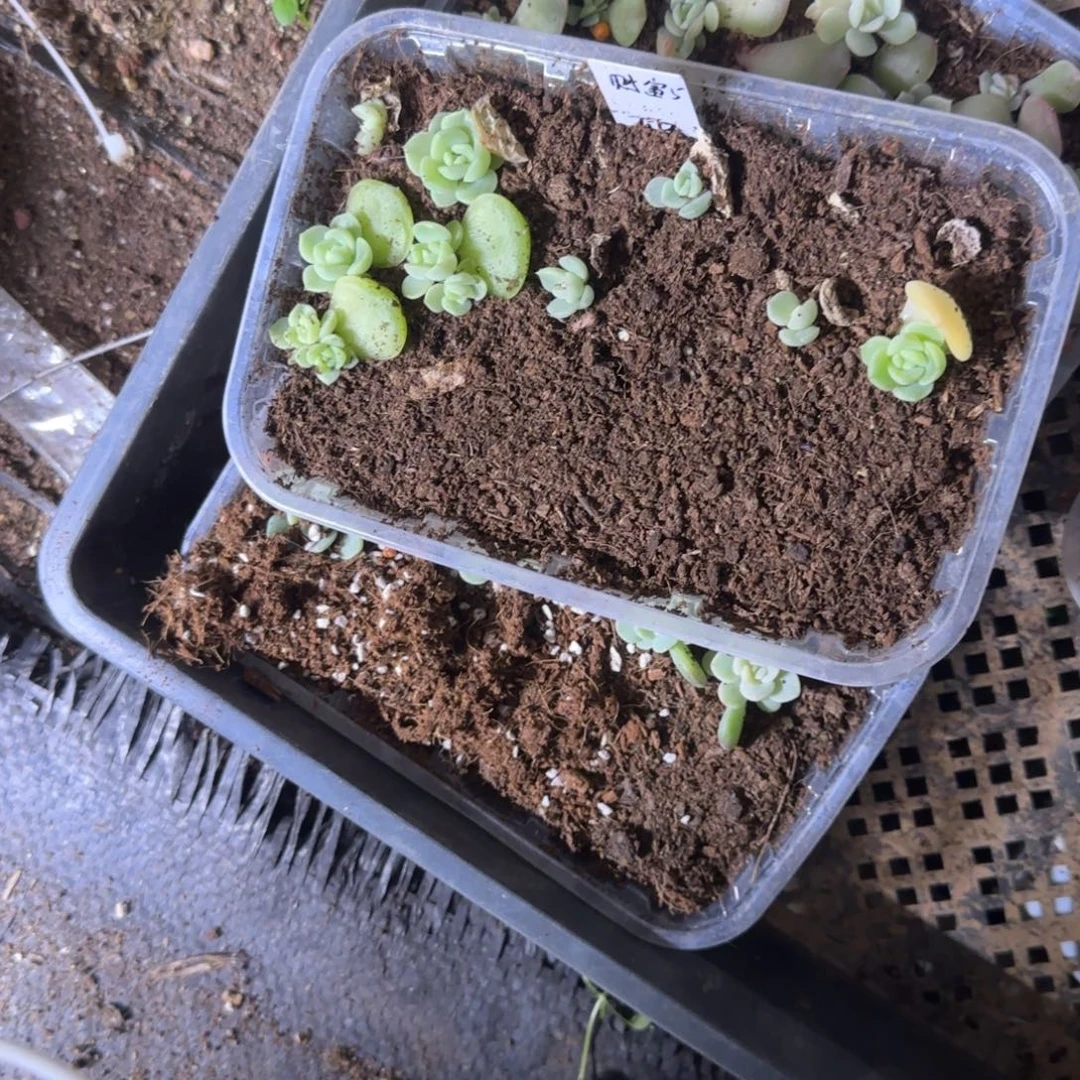 财富5号穴一个新床满25包邮