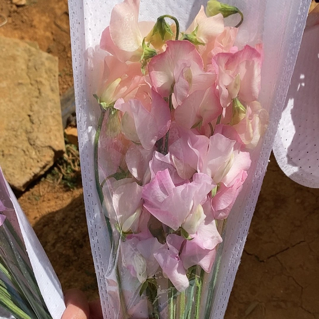 1扎 长腿粉边混豌豆花/不包邮/运费单拍