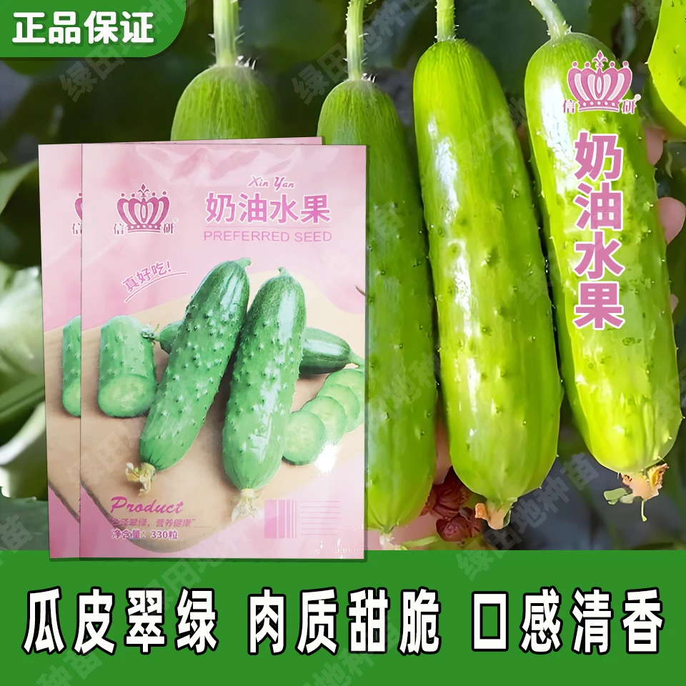 信研奶油水果黄瓜种子中早熟甜脆清香丰产春季秋季田园蔬菜种子籽