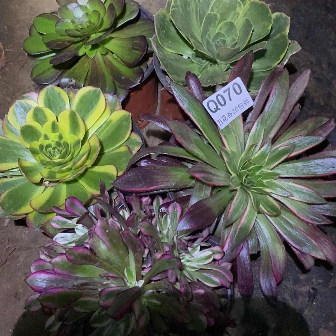 070五颗多肉植物