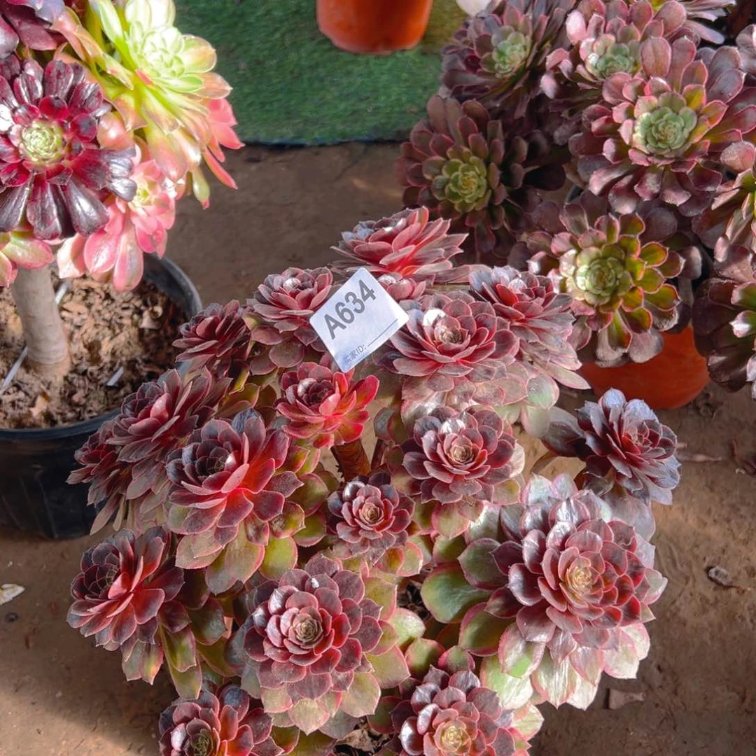 一**光634红魔锦法师，多肉植物