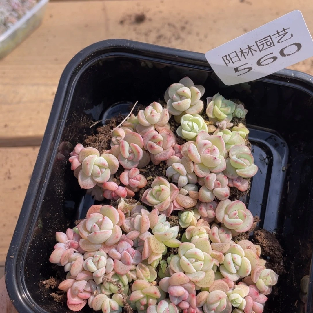 吴*姐量拍多肉植物多肉植物560