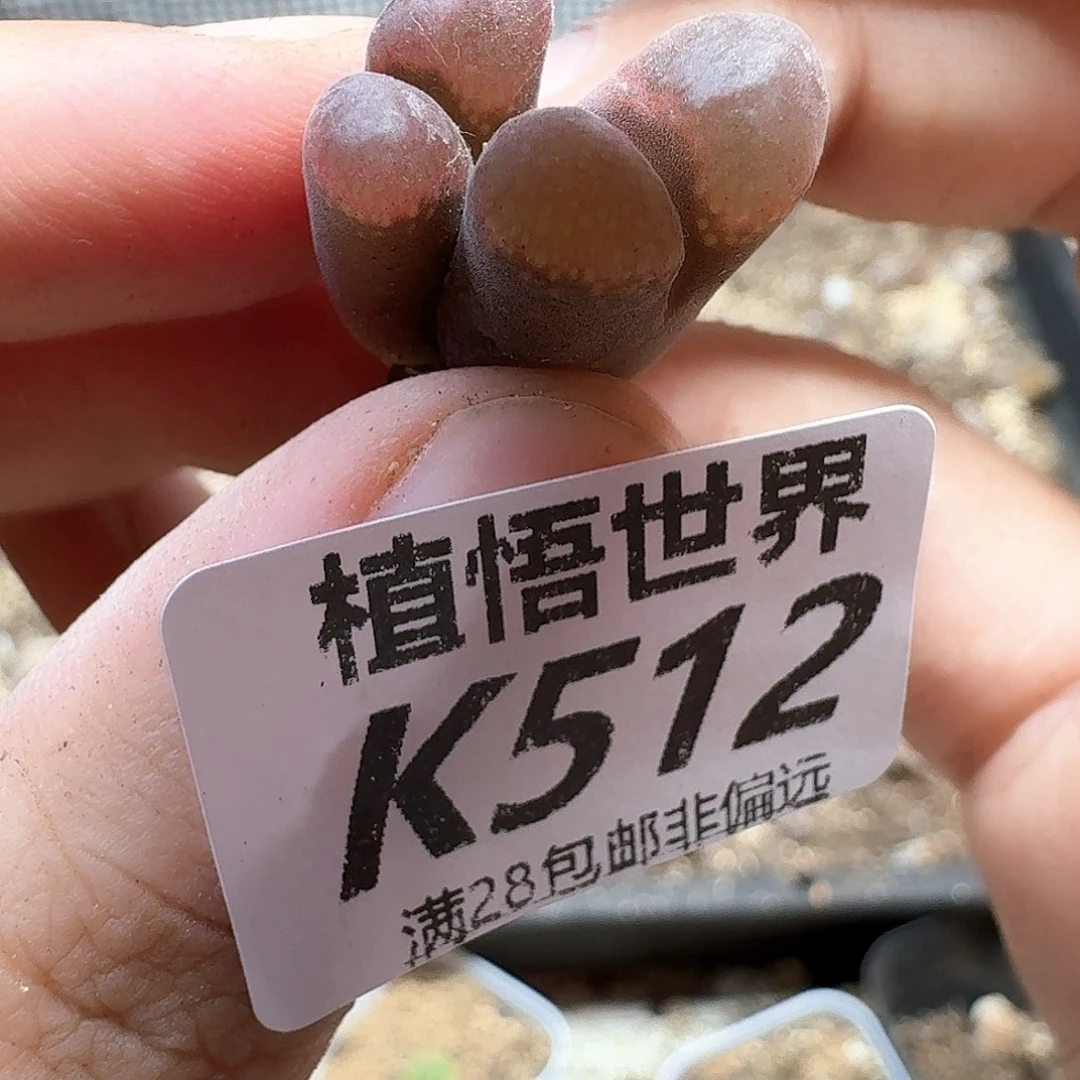 多肉植物的润泽dg