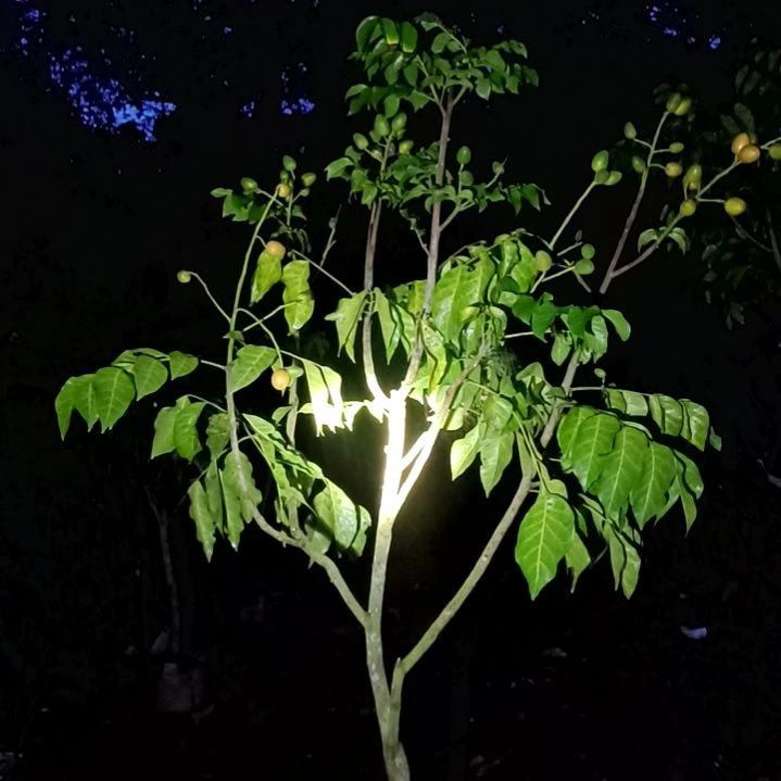 黑黄皮，带惊喜，带杯发顺丰包邮