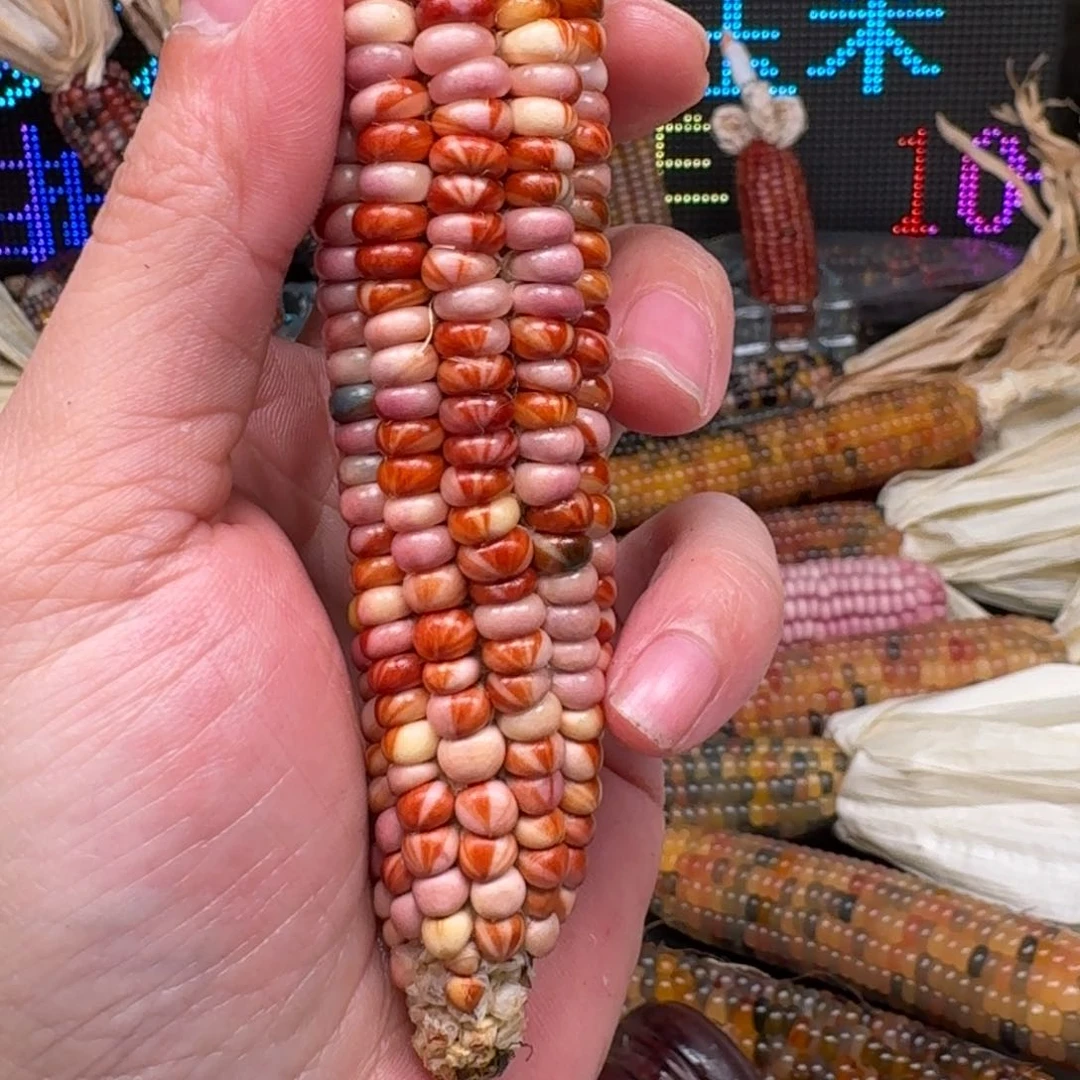 柏香籽/百香籽吊坠煦*