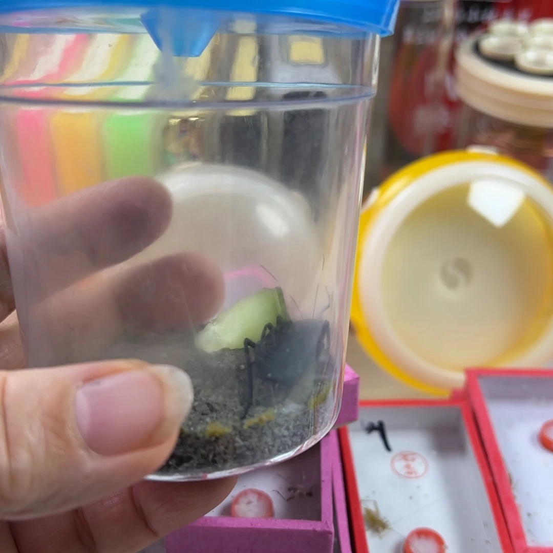 蟋蟀一只石老师电报蛉