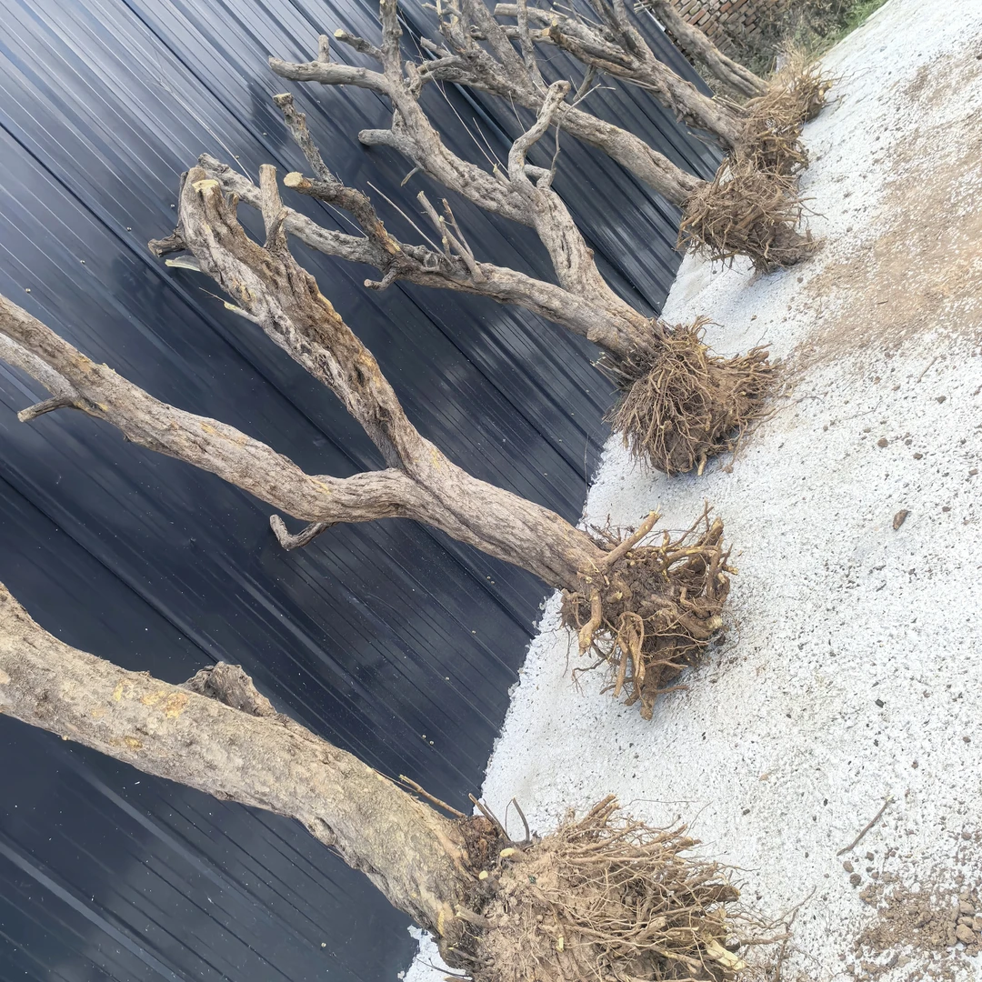 老桩石榴树盆景可盆栽地栽适应南北方