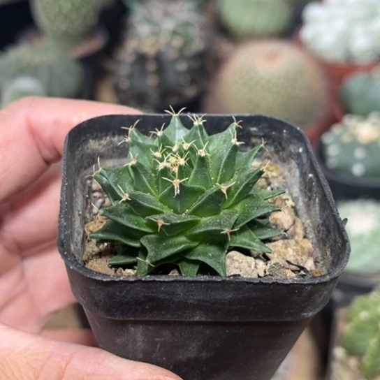 完全开放实生帝冠