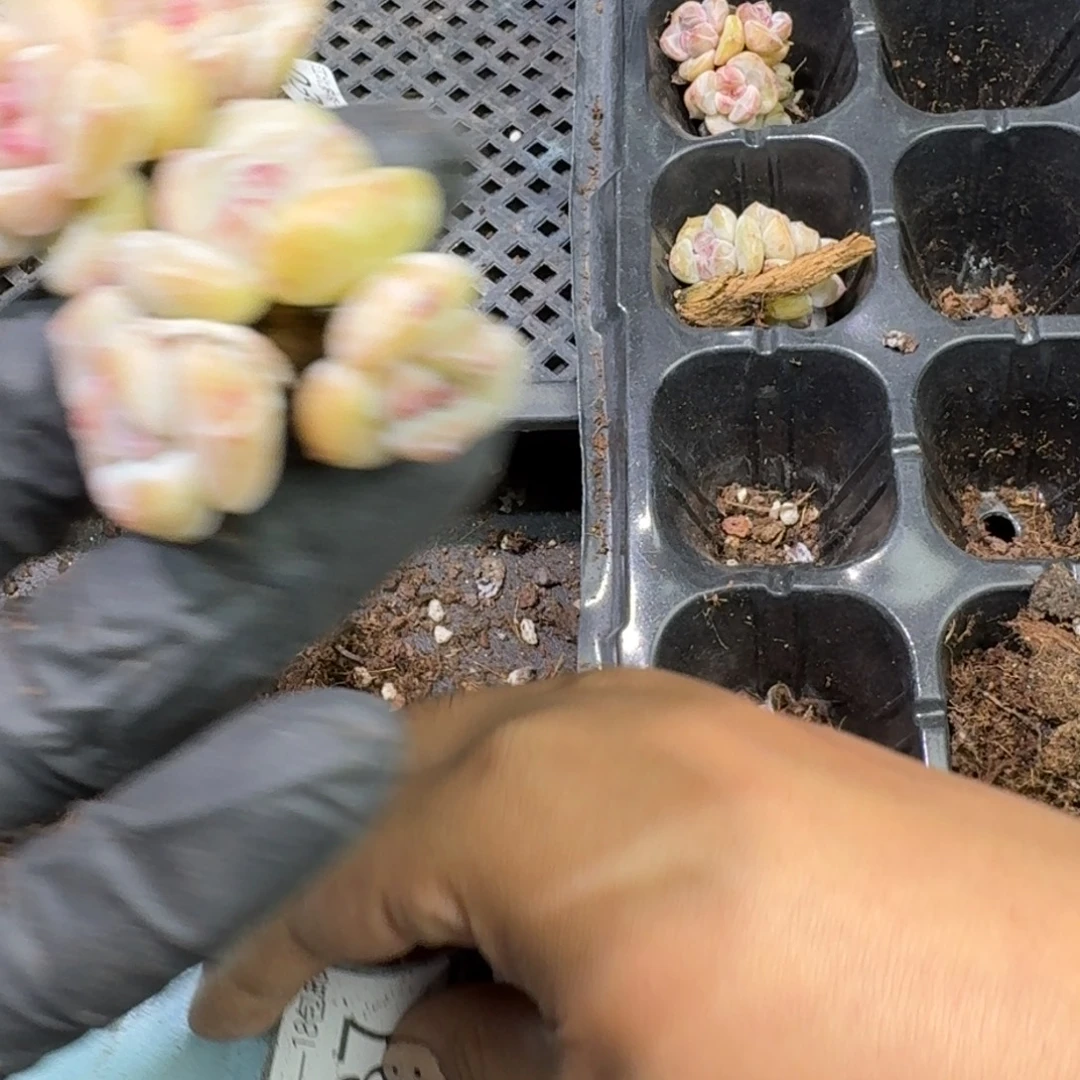 37 号到1框，江北多肉