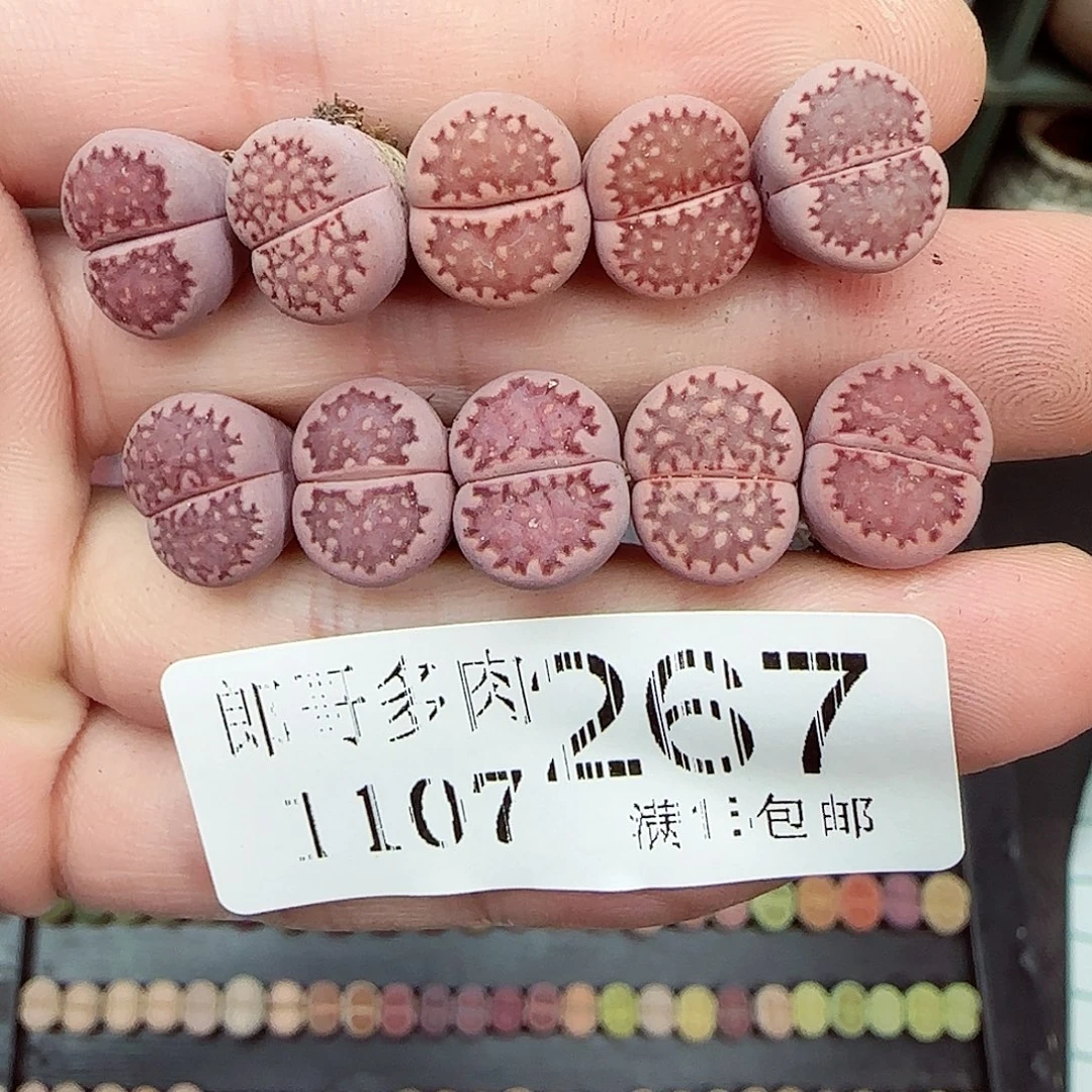 满满18包邮1107-267