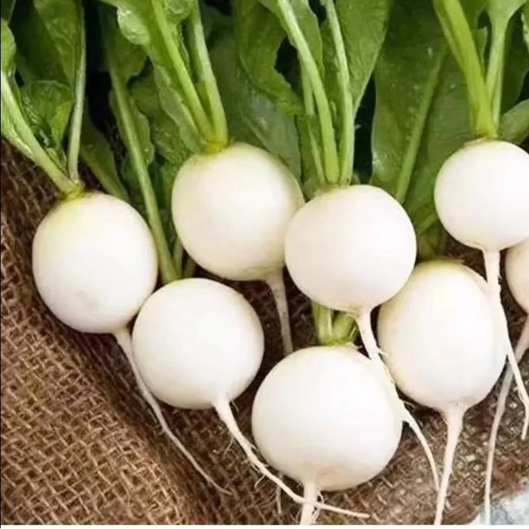 【苞出芽】【厂家直销】乒乓球圆白萝卜种子圆萝卜种子秋季高产秋冬种