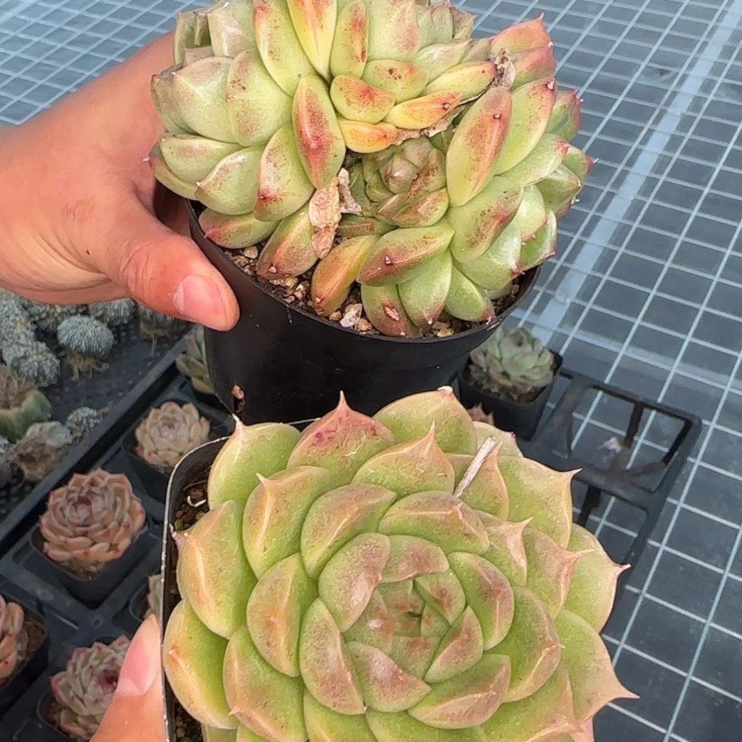 从前慢甄选多肉编号海王珍妮