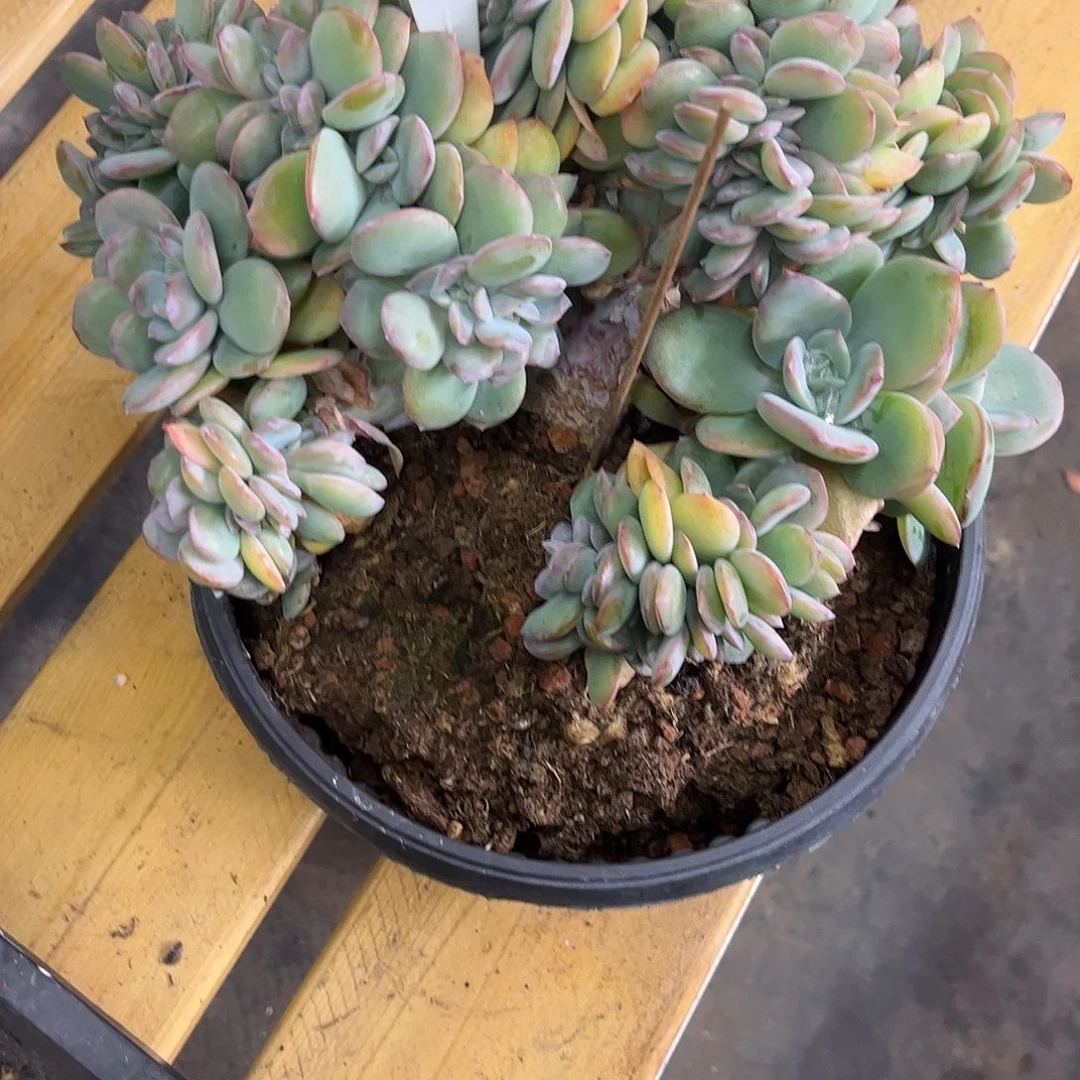 福***兜26凤缀。