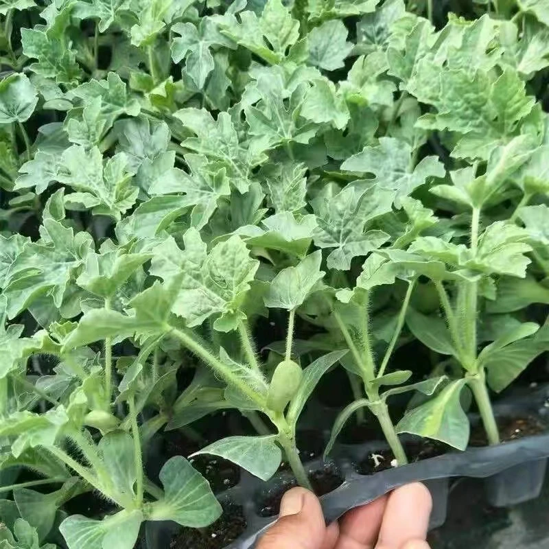 西瓜苗8424麒麟瓜美都高产早熟盆栽阳台庭院种植