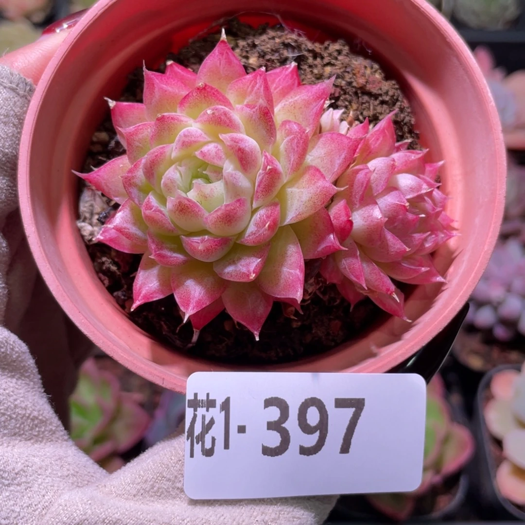 花利美1-397女王玫瑰