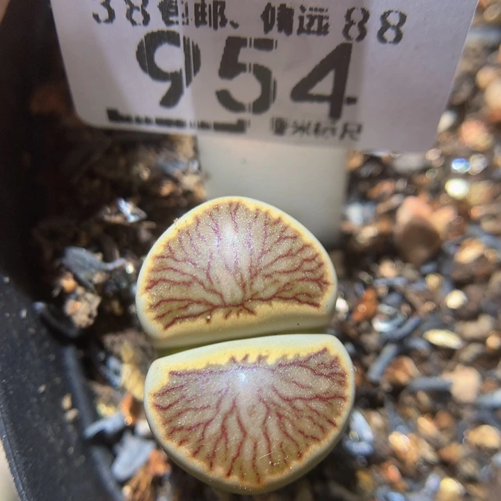 zzz精品生石花954高特