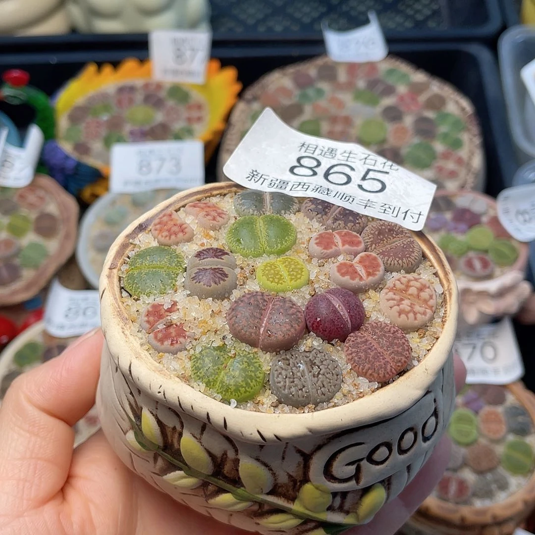 相遇开播福利865