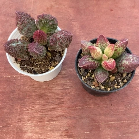 什***王水泡组合2颗仙人球