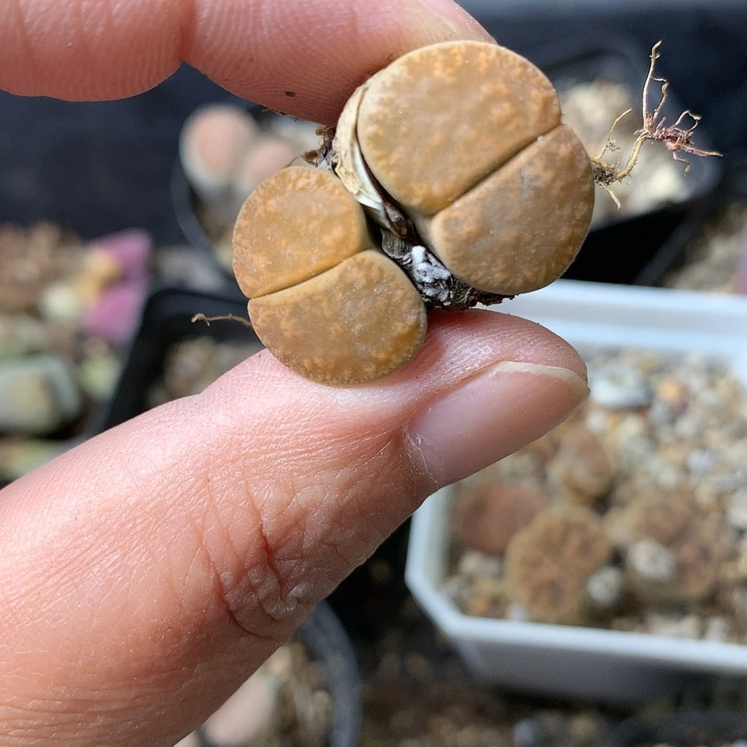 H293多肉植物保护研究所