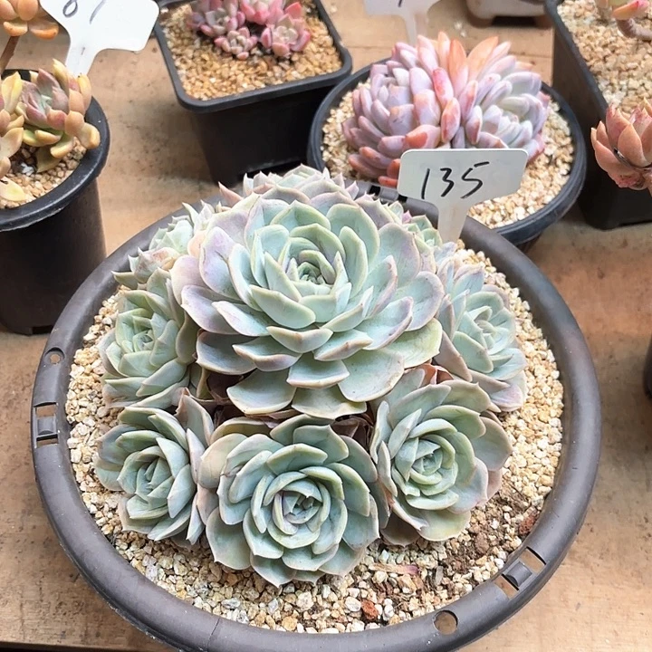 多肉植物，蓝色惊喜135号