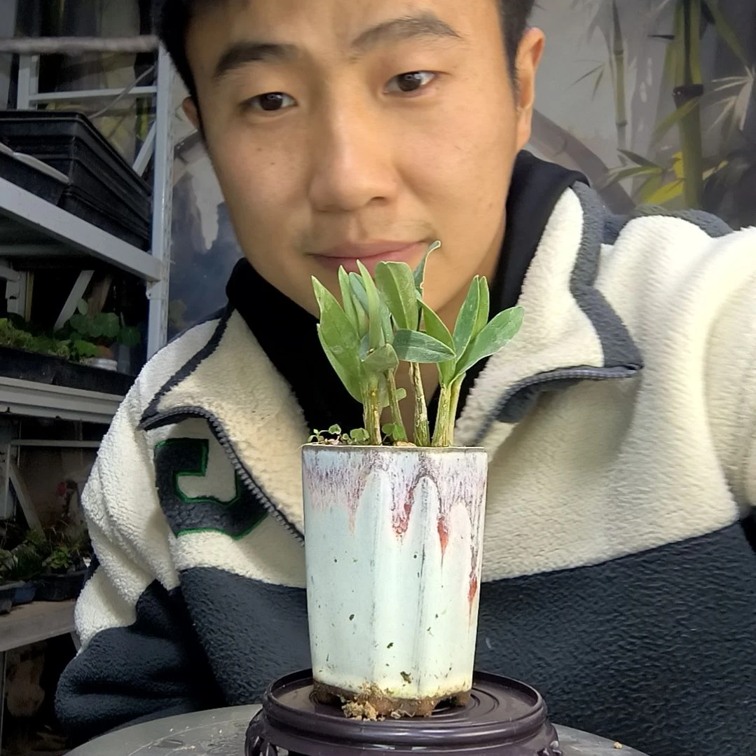 纯***天中青园艺一物一拍21