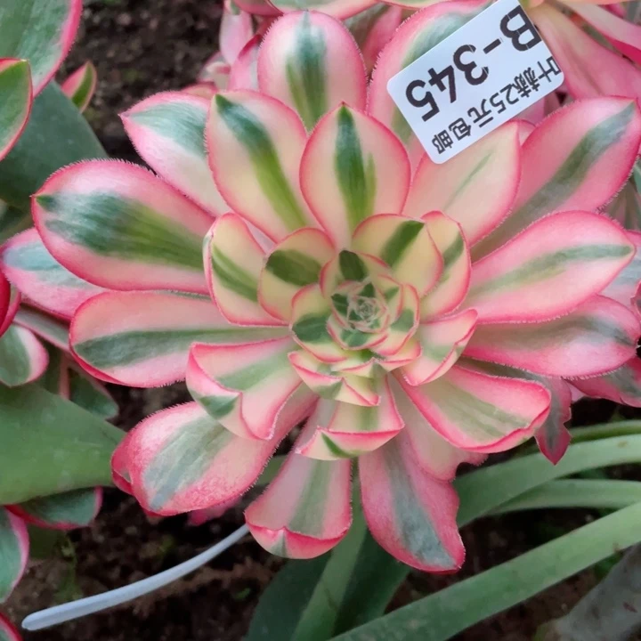 345爱丽丝嫁接多肉12345678