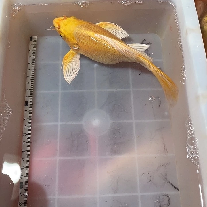 蝴蝶鲤鱼渔场直发83