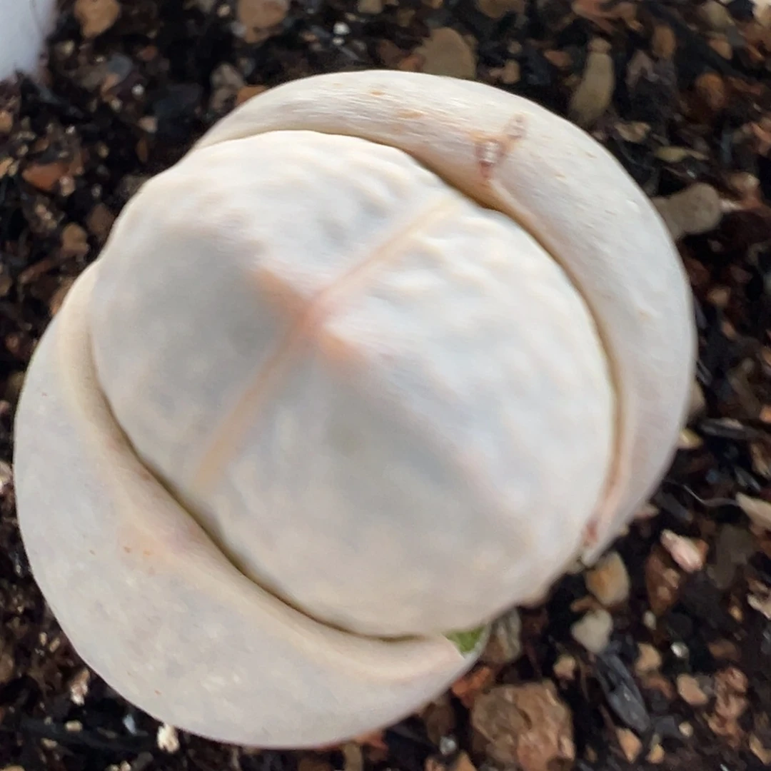 高尔夫多肉植物百科