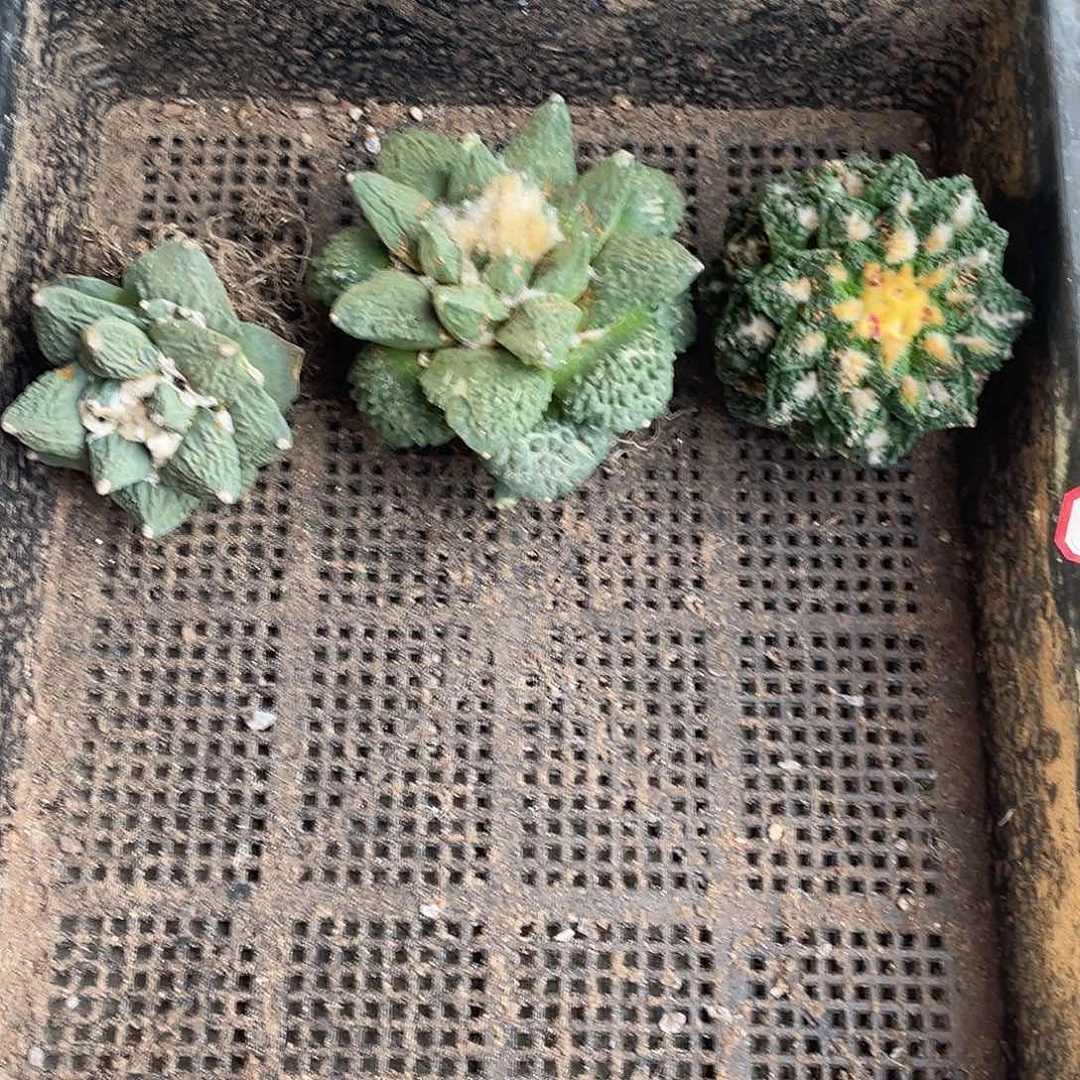 无花朵岩牡丹一物一拍