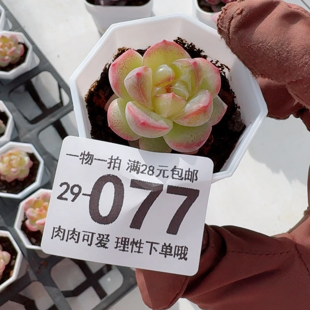 恶魔之泪无盆土发货无盆土发货无