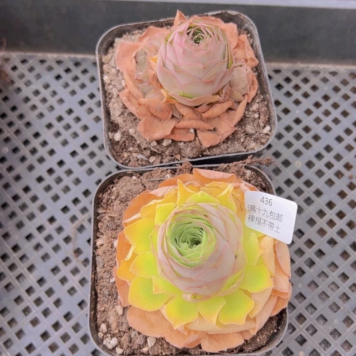 436 裸根不带土发货