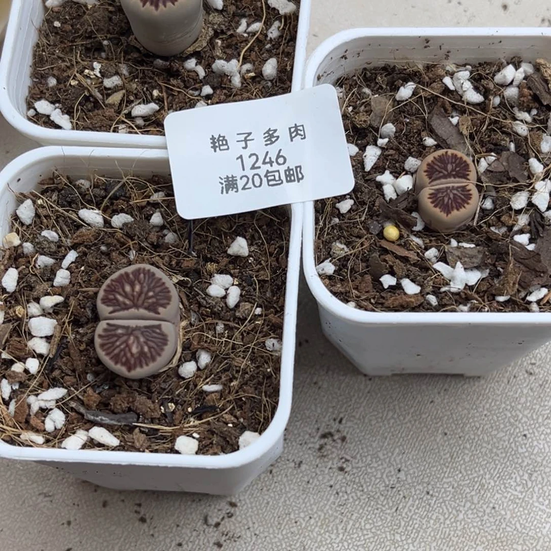 宇**-1246号三颗菊带盆土发货