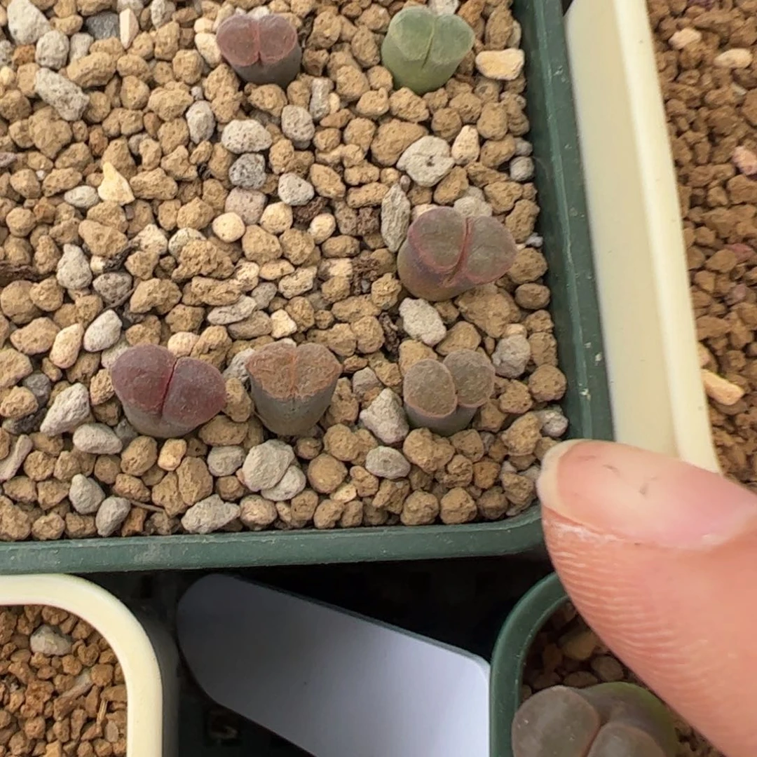 743 好看的多肉冲冲冲