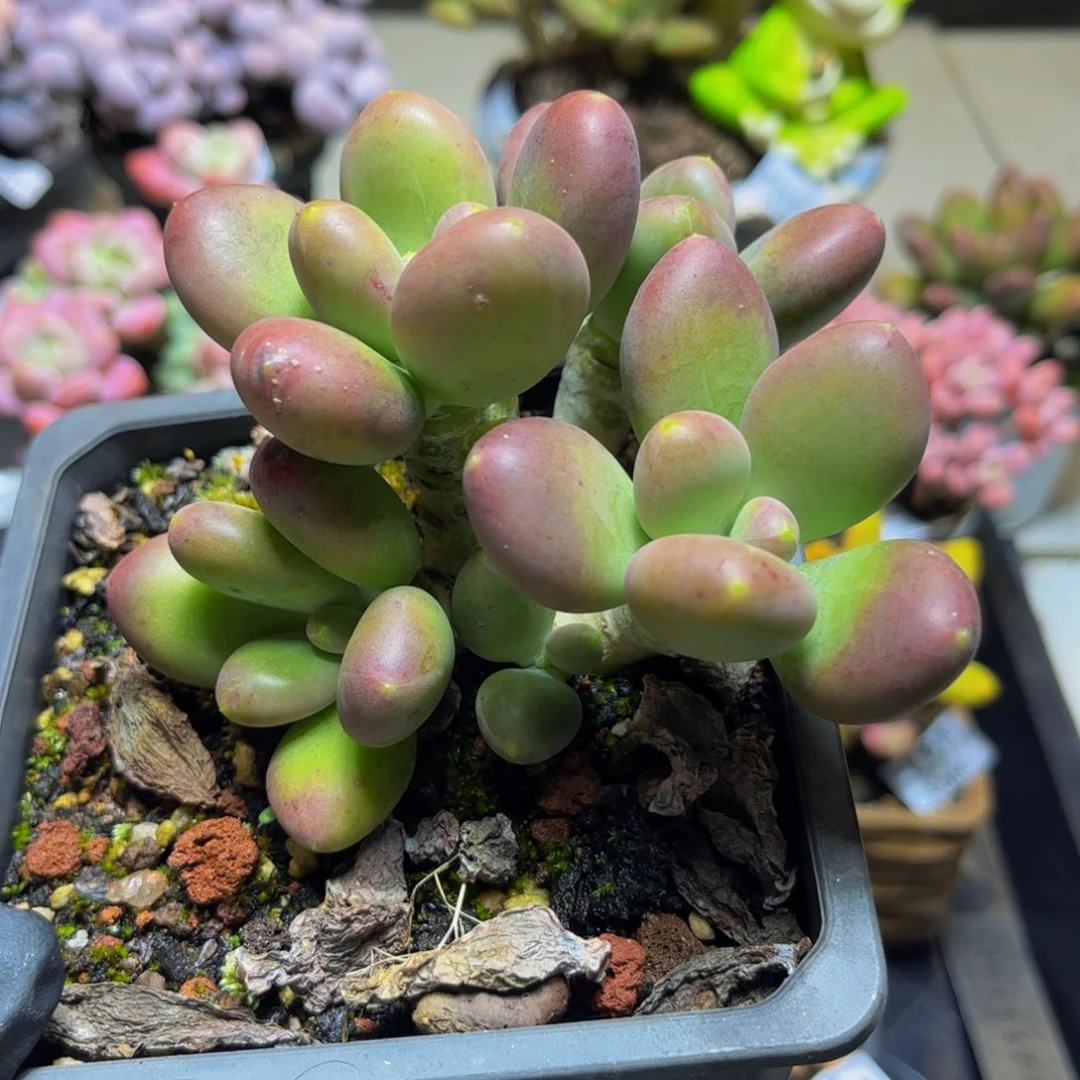 116芒果奶10厘米多肉