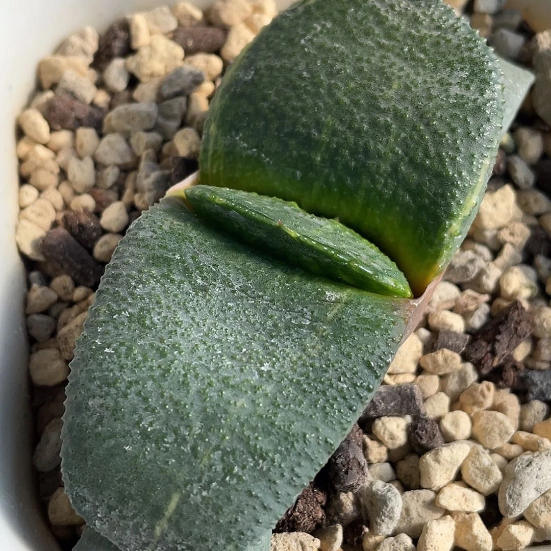 你***音抖音拍111111111111